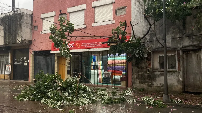 Vientos de hasta 55 km/h tumbaron varios árboles y postes en la ciudad