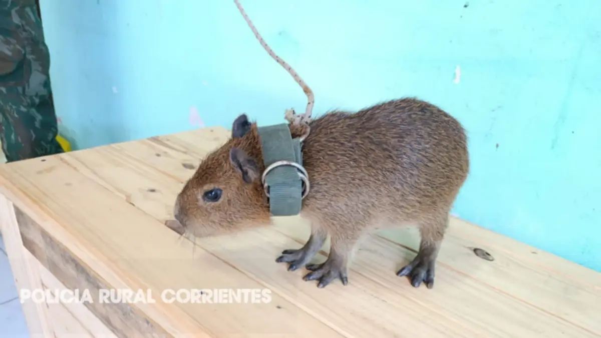 Ituzaingó: rescataron un carpincho que era tenido como mascota